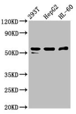 Invitrogen PACSIN2 Polyclonal Antibody 100 &mu;g; Unconjugated:Antibodies,