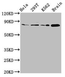 Invitrogen Muskelin Polyclonal Antibody 100 &mu;g | Buy Online | Invitrogen&trade; | Fisher Scientific