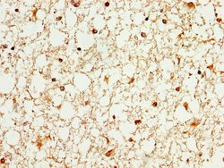 Invitrogen WASF3 Polyclonal Antibody 100 &mu;g; Unconjugated:Antibodies,