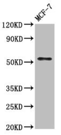 Invitrogen WASF3 Polyclonal Antibody 100 &mu;g; Unconjugated:Antibodies,