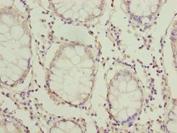 Invitrogen HOOK1 Polyclonal Antibody 100 &mu;g; Unconjugated:Antibodies,