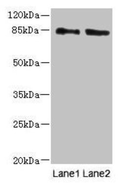 Invitrogen HOOK1 Polyclonal Antibody 100 &mu;g; Unconjugated:Antibodies,