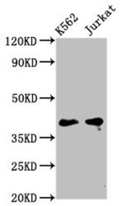 Invitrogen PURG Polyclonal Antibody 100 &mu;g; Unconjugated:Antibodies,