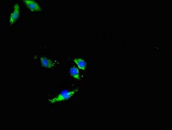 Invitrogen DNMT3L Polyclonal Antibody 100 &mu;g; Unconjugated:Antibodies,