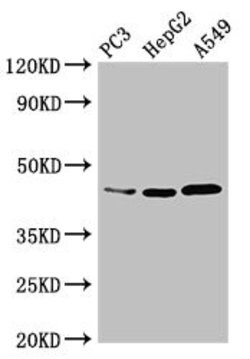 Invitrogen DNMT3L Polyclonal Antibody 100 &mu;g; Unconjugated:Antibodies,
