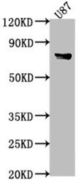 F1A alpha Polyclonal Antibody, Invitrogen 100 &mu;L; Unconjugated:Antibodies,