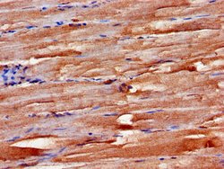Invitrogen FBXW2 Polyclonal Antibody 100 &mu;g; Unconjugated:Antibodies,