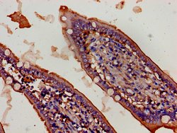 Invitrogen FBXW2 Polyclonal Antibody 100 &mu;g; Unconjugated:Antibodies,