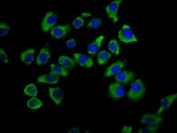 Invitrogen SNX12 Polyclonal Antibody 100 &mu;g; Unconjugated:Antibodies,