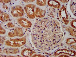 Invitrogen SNX12 Polyclonal Antibody 100 &mu;g; Unconjugated:Antibodies,
