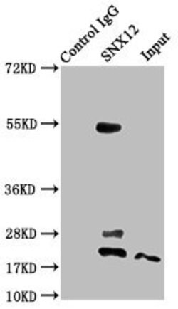 Invitrogen SNX12 Polyclonal Antibody 100 &mu;g; Unconjugated:Antibodies,
