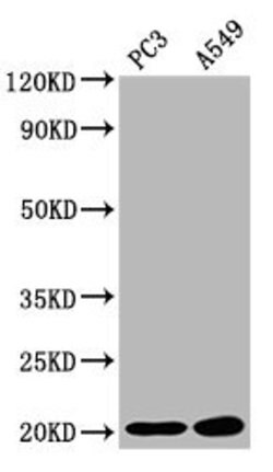 Invitrogen SNX12 Polyclonal Antibody 100 &mu;g; Unconjugated:Antibodies,