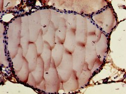 Invitrogen Contactin 6 Polyclonal Antibody 100 &mu;g; Unconjugated:Antibodies,