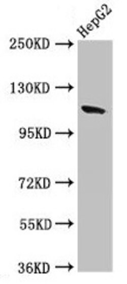 Invitrogen Contactin 6 Polyclonal Antibody 100 &mu;g; Unconjugated:Antibodies,