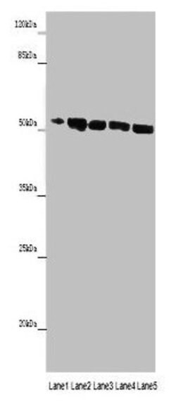 Invitrogen MINPP1 Polyclonal Antibody 100 &mu;g; Unconjugated:Antibodies,
