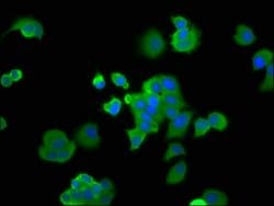 Invitrogen EBP1 Polyclonal Antibody 100 &mu;g; Unconjugated:Antibodies,