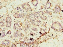 Invitrogen EBP1 Polyclonal Antibody 100 &mu;g; Unconjugated:Antibodies,