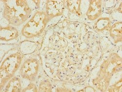 Invitrogen EBP1 Polyclonal Antibody 100 &mu;g; Unconjugated:Antibodies,
