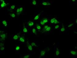 Invitrogen RALY Polyclonal Antibody 100 &mu;g; Unconjugated:Antibodies,