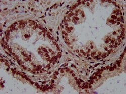 Invitrogen RALY Polyclonal Antibody 100 &mu;g; Unconjugated:Antibodies,