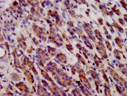 Invitrogen CDH9 Polyclonal Antibody 100 &mu;g; Unconjugated:Antibodies,