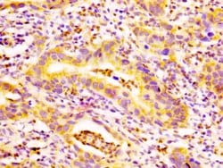 Invitrogen EDAR Polyclonal Antibody 100 &mu;g; Unconjugated:Antibodies,