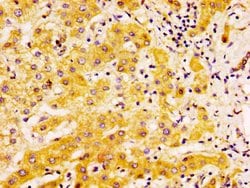 Invitrogen EDAR Polyclonal Antibody 100 &mu;g; Unconjugated:Antibodies,