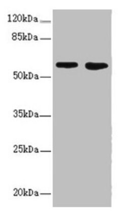 Invitrogen FLVCR2 Polyclonal Antibody 100 &mu;L; Unconjugated:Antibodies,