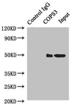 COPS3 Polyclonal Antibody:Antibodies, Polyclonal