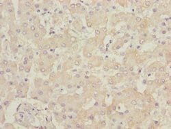 Invitrogen B9D1 Polyclonal Antibody 100 &mu;L; Unconjugated:Antibodies,