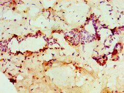Invitrogen PADI2 Polyclonal Antibody 100 &mu;g; Unconjugated:Antibodies,