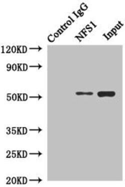 Invitrogen NFS1 Polyclonal Antibody 100 &mu;L | Buy Online | Invitrogen&trade; | Fisher Scientific