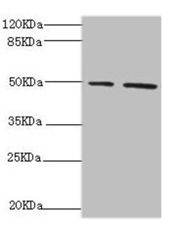 Invitrogen NFS1 Polyclonal Antibody 100 &mu;L | Buy Online | Invitrogen&trade; | Fisher Scientific