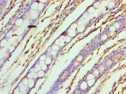 Invitrogen ASF1A Polyclonal Antibody 100 &mu;L; Unconjugated:Antibodies,