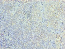 Invitrogen ASF1A Polyclonal Antibody 100 &mu;L; Unconjugated:Antibodies,