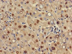 Invitrogen HIF3A Polyclonal Antibody 100 &mu;g; Unconjugated:Antibodies,