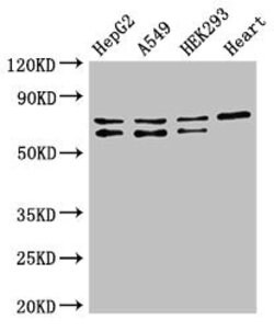 Invitrogen HIF3A Polyclonal Antibody 100 &mu;g; Unconjugated:Antibodies,