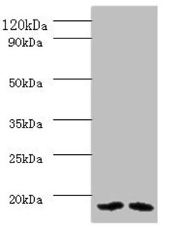 Invitrogen PAM16 Polyclonal Antibody 100 &mu;g; Unconjugated:Antibodies,