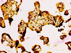 Invitrogen NFE2L3 Polyclonal Antibody 100 &mu;g; Unconjugated:Antibodies,