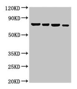 Invitrogen NFE2L3 Polyclonal Antibody 100 &mu;g; Unconjugated:Antibodies,