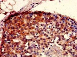 Invitrogen SEC23IP Polyclonal Antibody 100 &mu;g; Unconjugated:Antibodies,