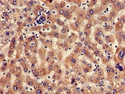 Invitrogen SEC23IP Polyclonal Antibody 100 &mu;g; Unconjugated:Antibodies,
