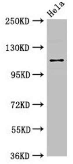 Invitrogen SEC23IP Polyclonal Antibody 100 &mu;g; Unconjugated:Antibodies,