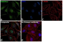 Invitrogen RAD54L2 Polyclonal Antibody 100 &mu;g; Unconjugated:Antibodies,
