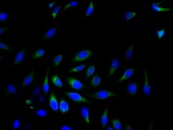 Invitrogen SRPRB Polyclonal Antibody 100 &mu;g; Unconjugated:Antibodies,