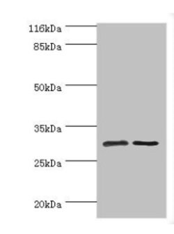 Invitrogen SRPRB Polyclonal Antibody 100 &mu;g; Unconjugated:Antibodies,