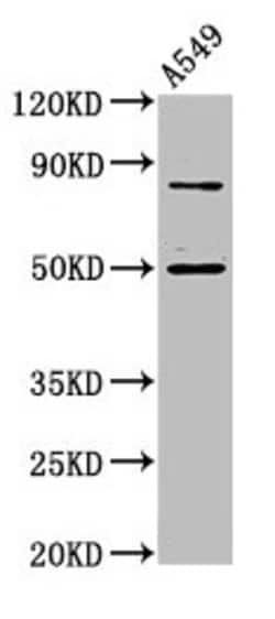 Invitrogen LRRFIP2 Polyclonal Antibody 100 &mu;g; Unconjugated:Antibodies,