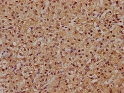 Invitrogen RFNG Polyclonal Antibody 100 &mu;L; Unconjugated:Antibodies,