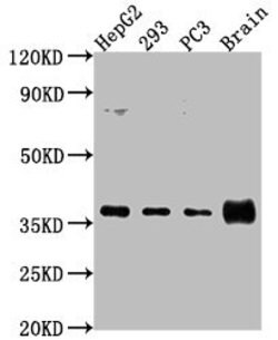 Invitrogen RFNG Polyclonal Antibody 100 &mu;L; Unconjugated:Antibodies,