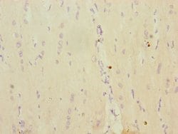 Invitrogen MRPS16 Polyclonal Antibody 100 &mu;L; Unconjugated:Antibodies,